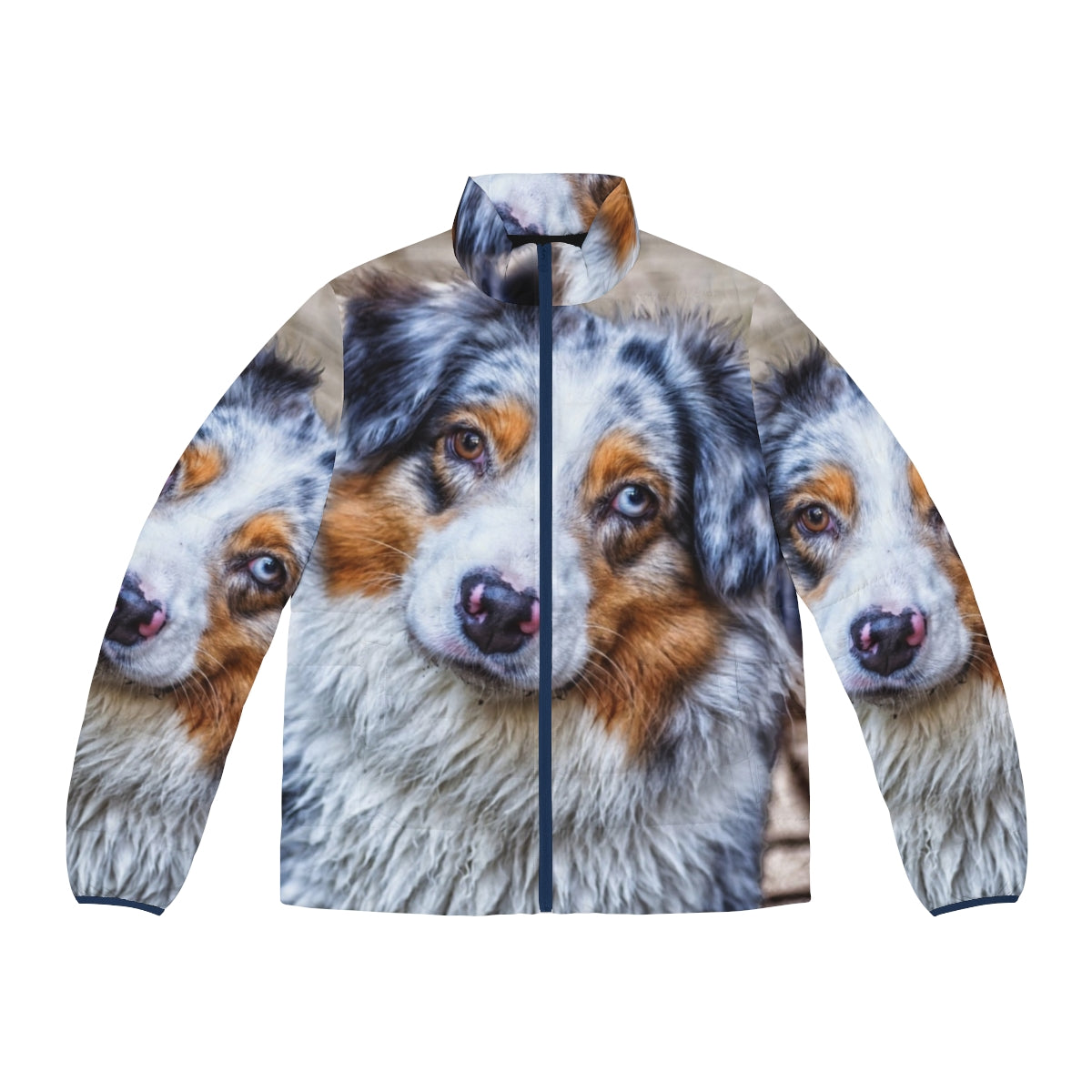 Australian Shepherd dog wearing a puffer jacket in blue and brown colors