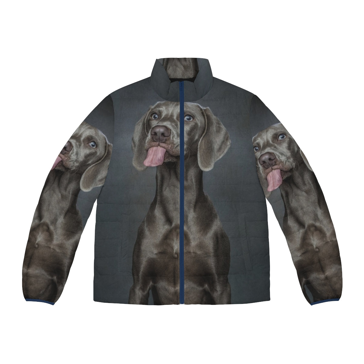 Weimaraner dog wearing a cozy puffer jacket