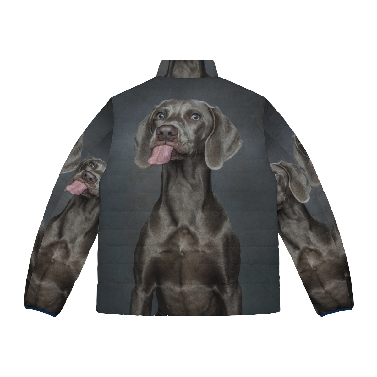 Weimaraner dog wearing a cozy puffer jacket - Back