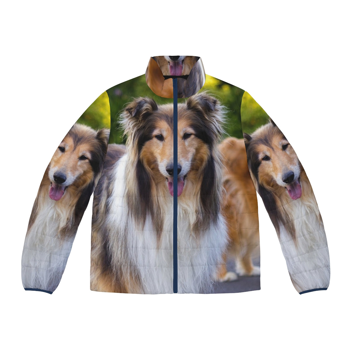 Diamond and Gold Collies Puffer Jacket with a focus on the sable collie breed